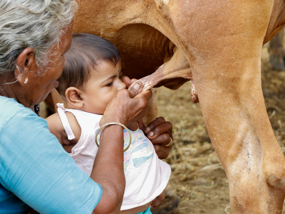 Baby drinks milk from cow