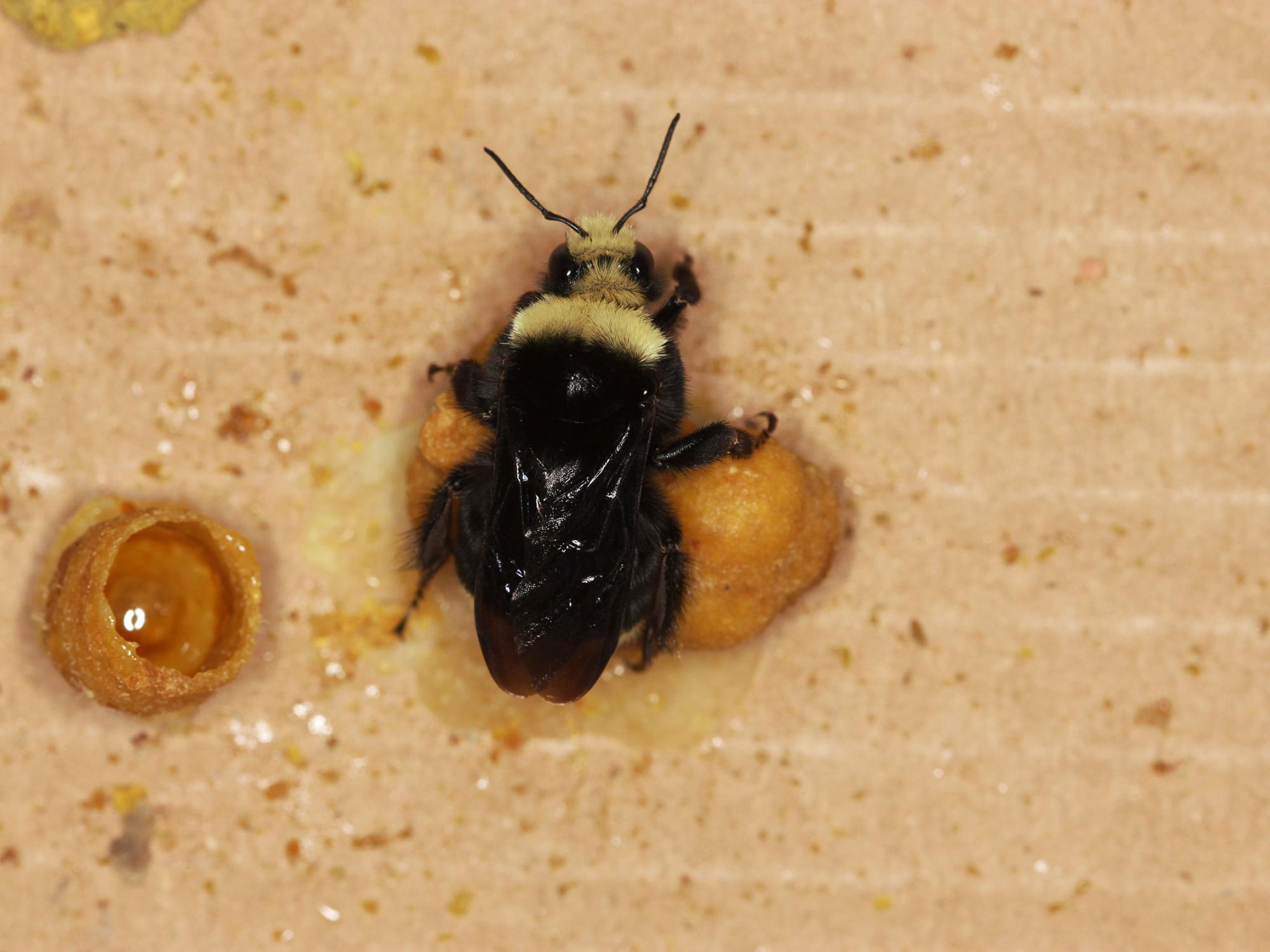 bee incubating its brood in the lab