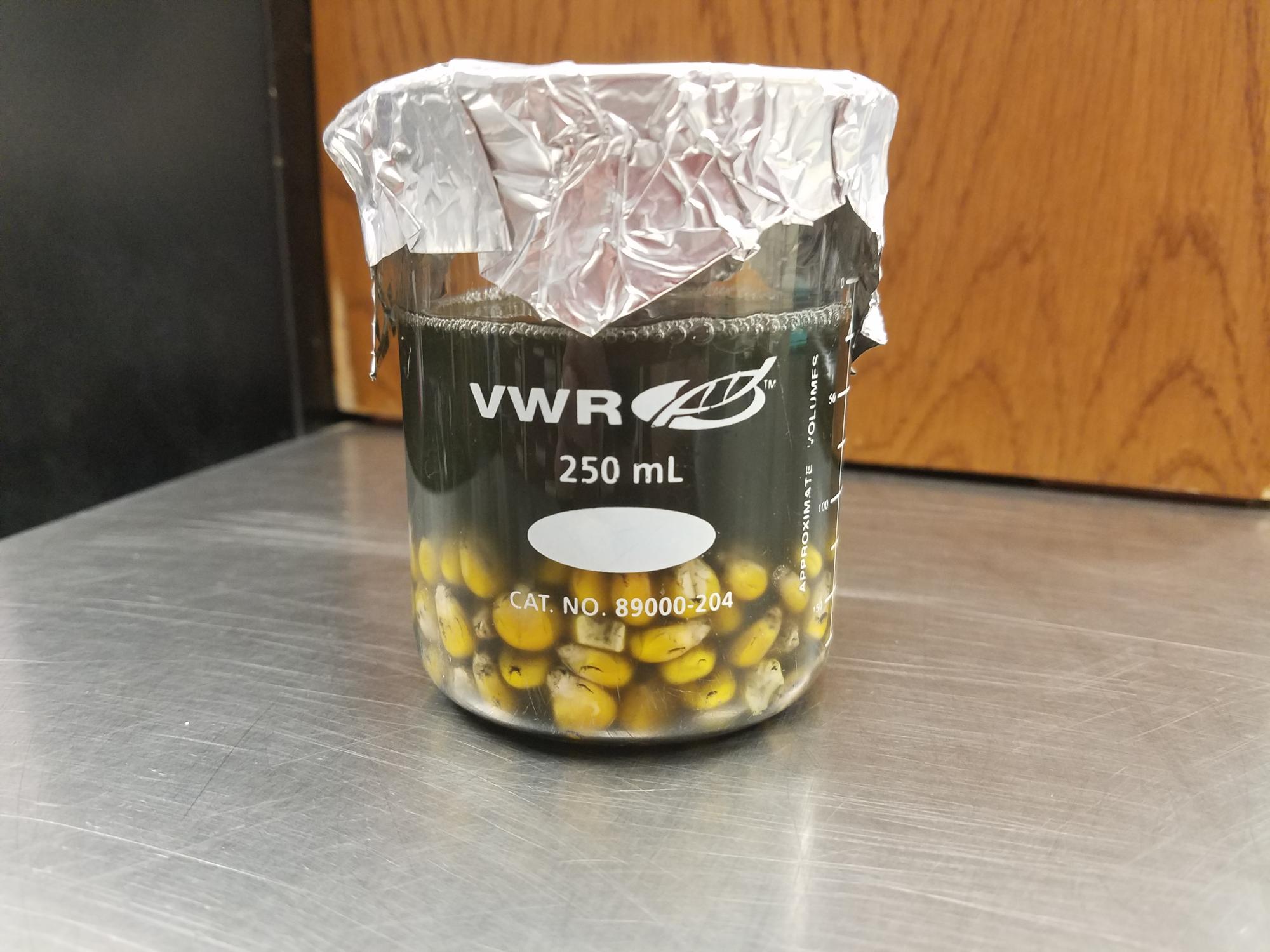 seeds soaking in fungus