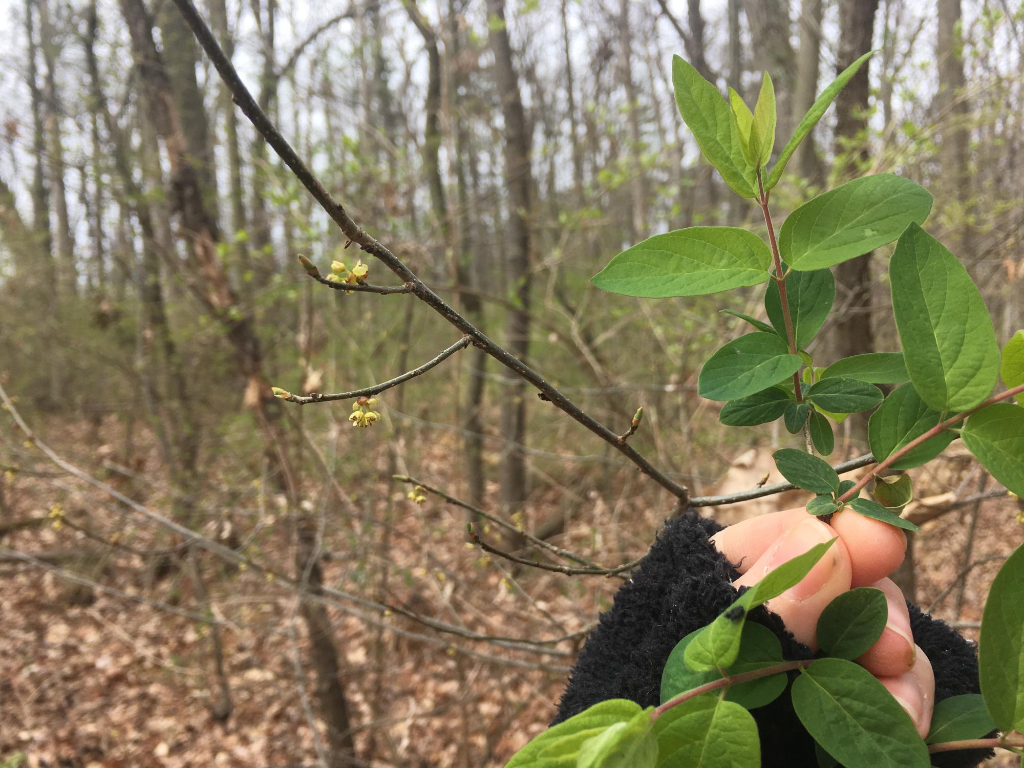 comparing native and invasive shrubs
