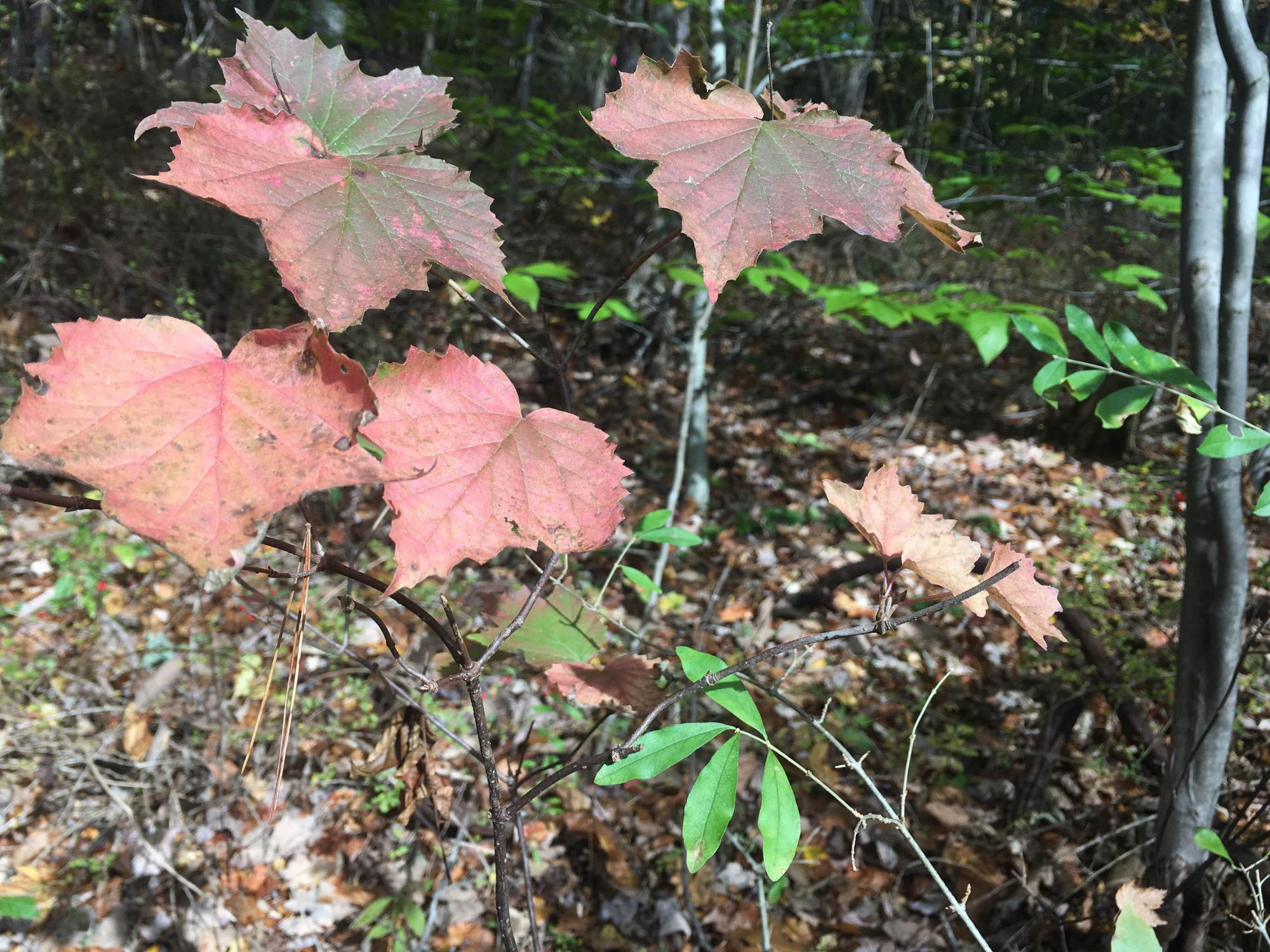 red leaves, invasive