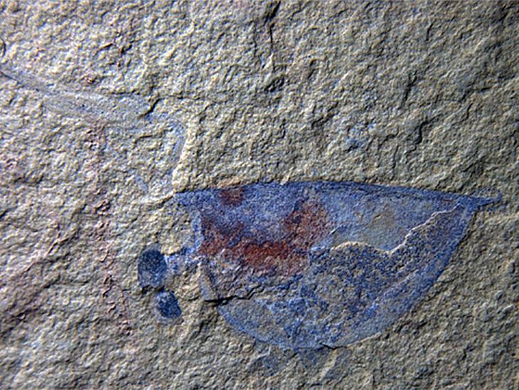 Fossil of a juvenile arthropod, Isoxys auritus