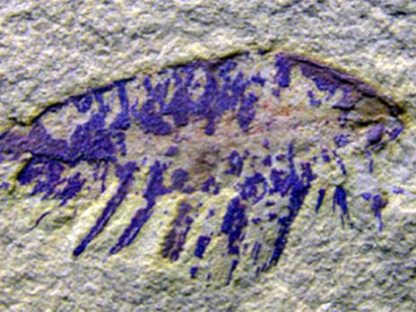 Fossil of a juvenile arthropod, Leanchoilia illecebrosa, showing fine details of the appendages and preserving the gut tract