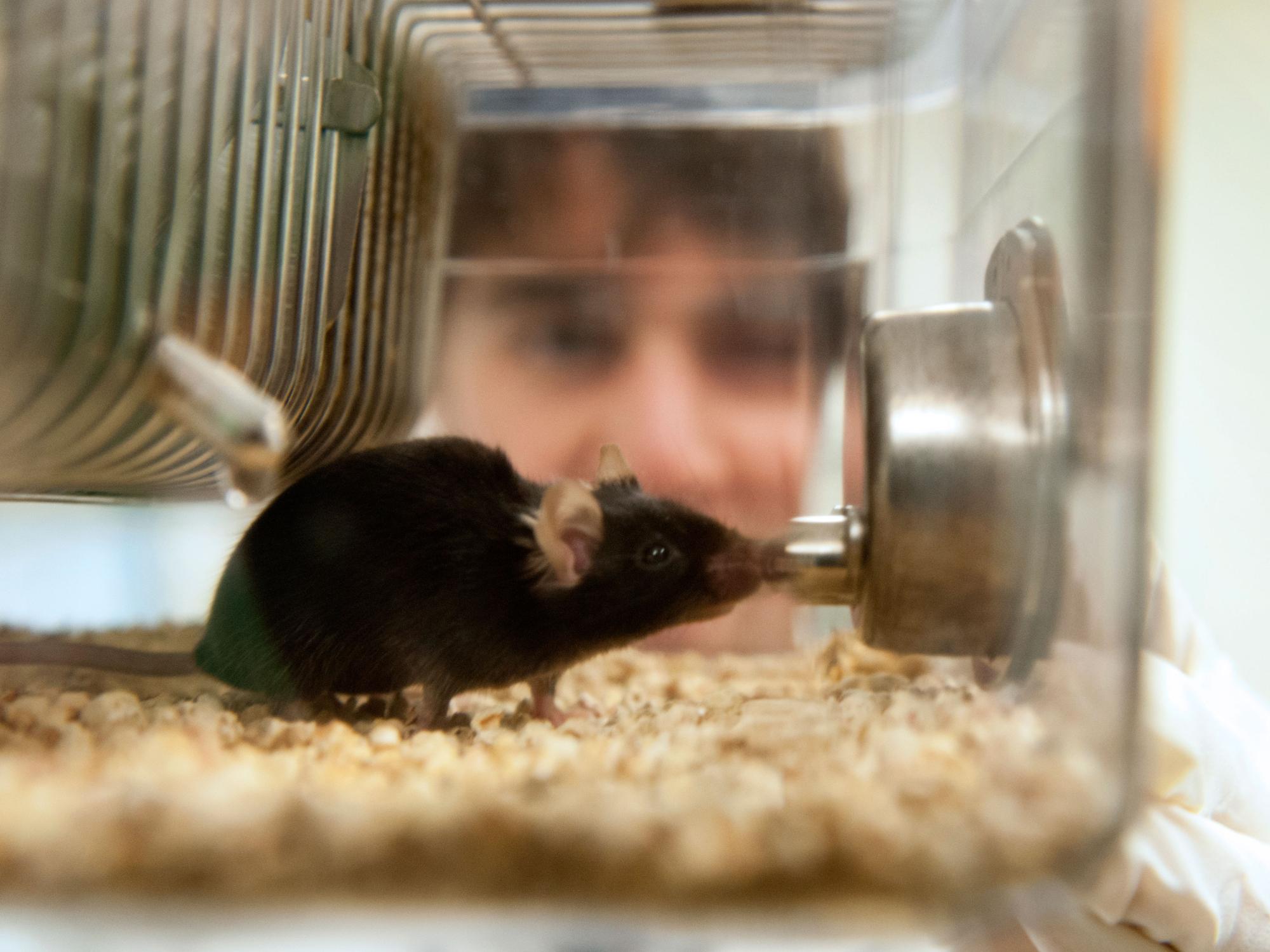 female rat with researcher in the background