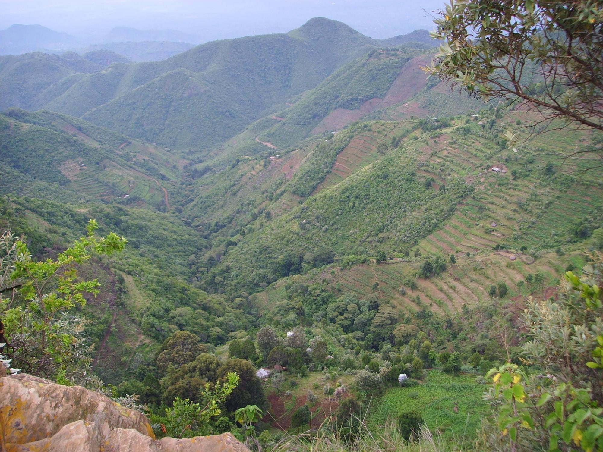 Landscape of terraces covered in plants.