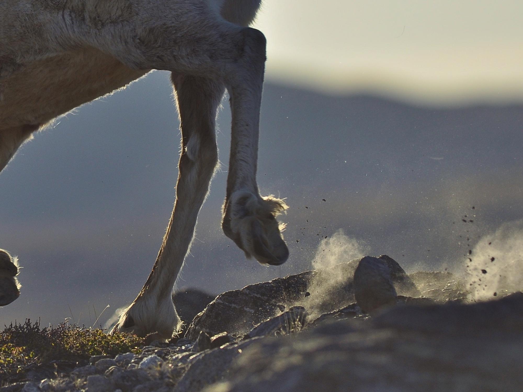 legs of a caribou, kicking up dust