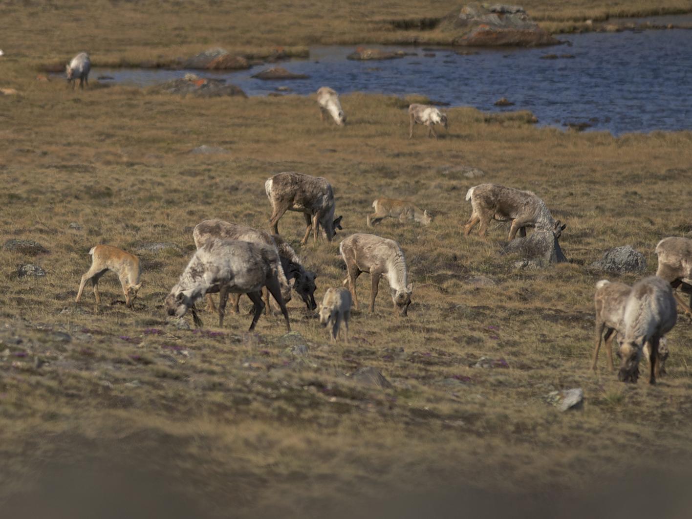 Group of large and small caribou on a grassy field
