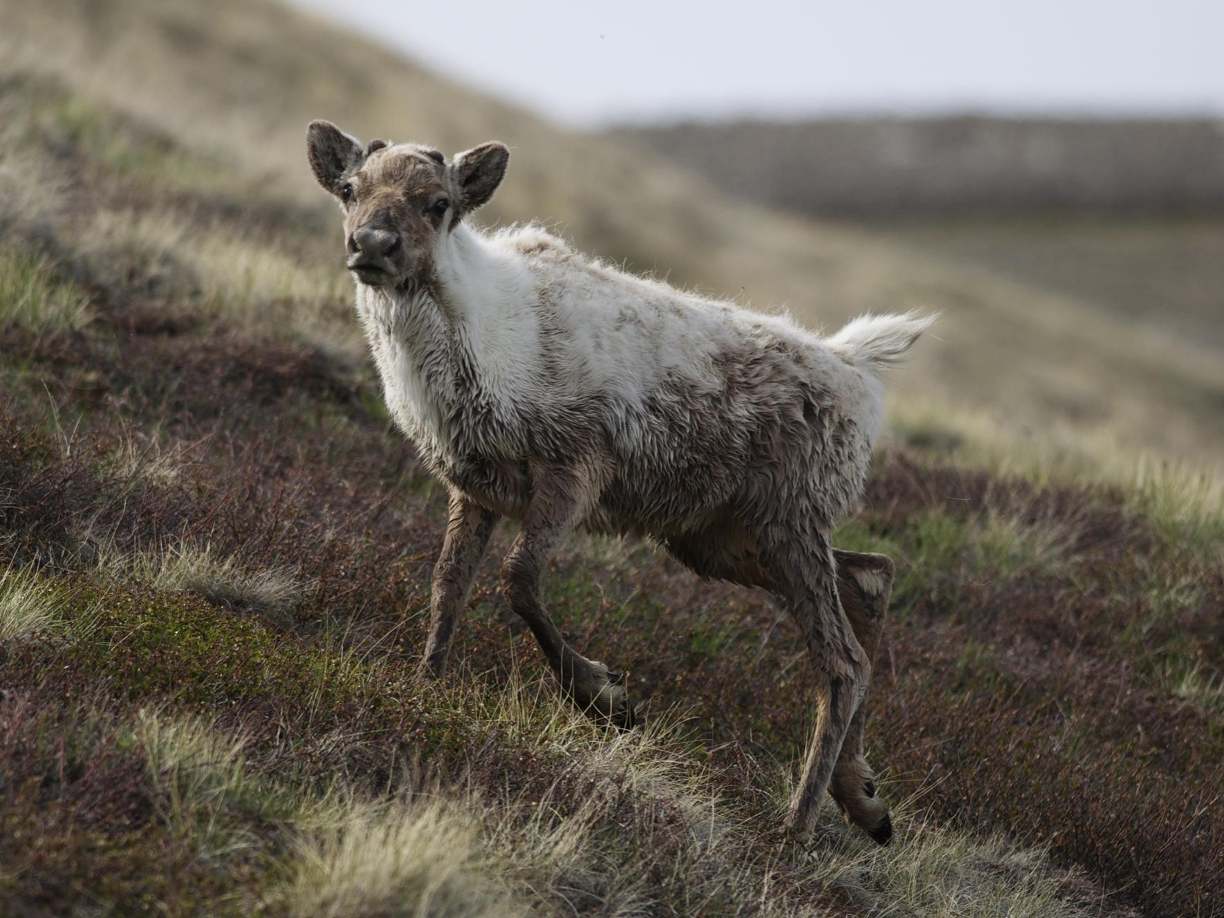 A young caribou, standing on a hill