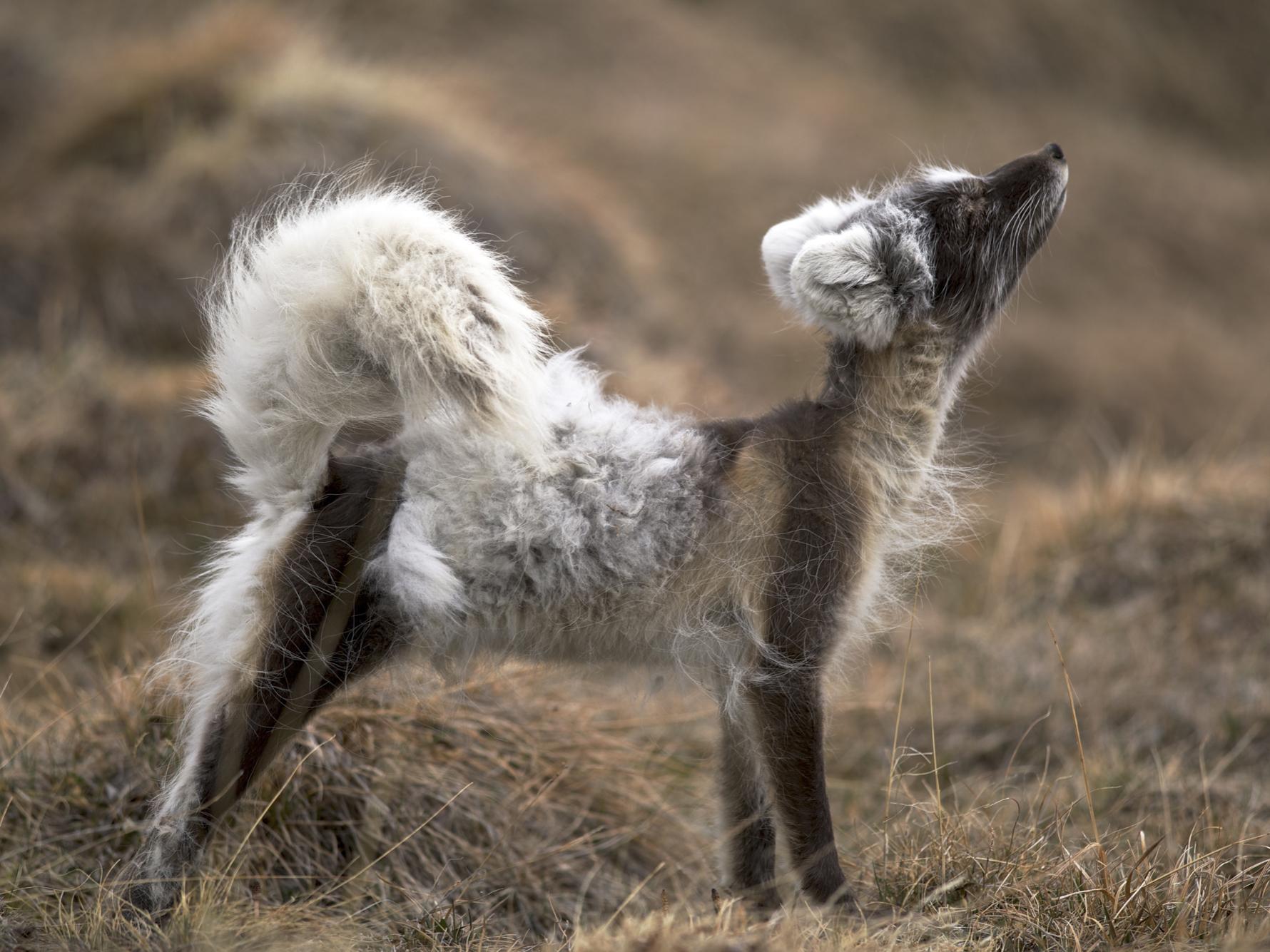 Side profile of an arctic fox