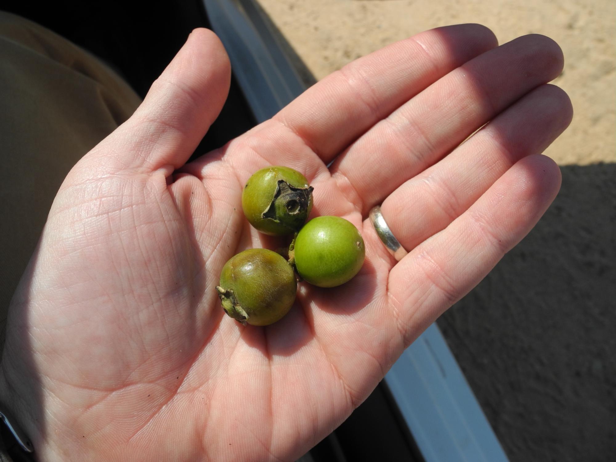 titoma seeds in a person's hand