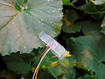 "leafy" sensor