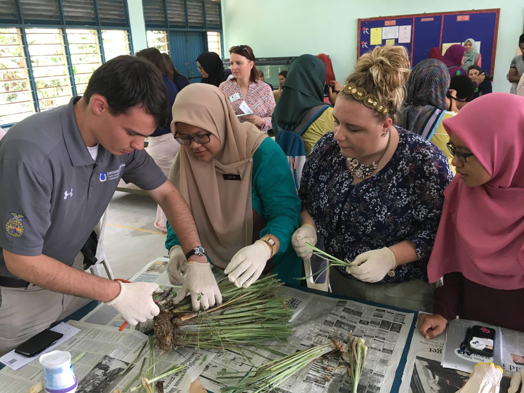 Lemongrass project