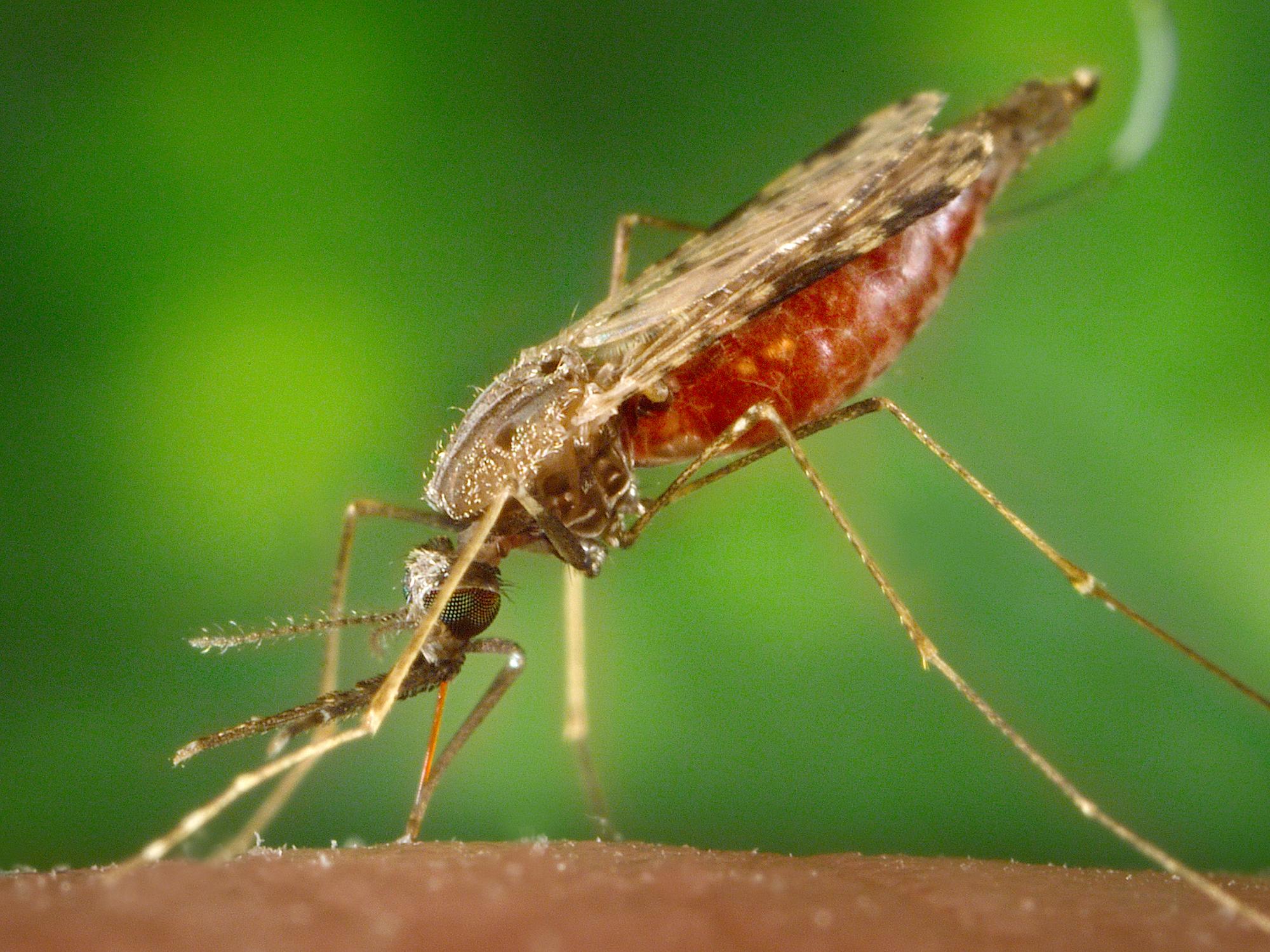 An Anopheles mosquito takes a blood meal through the skin. 