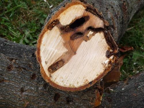 cut log with insect tunneling