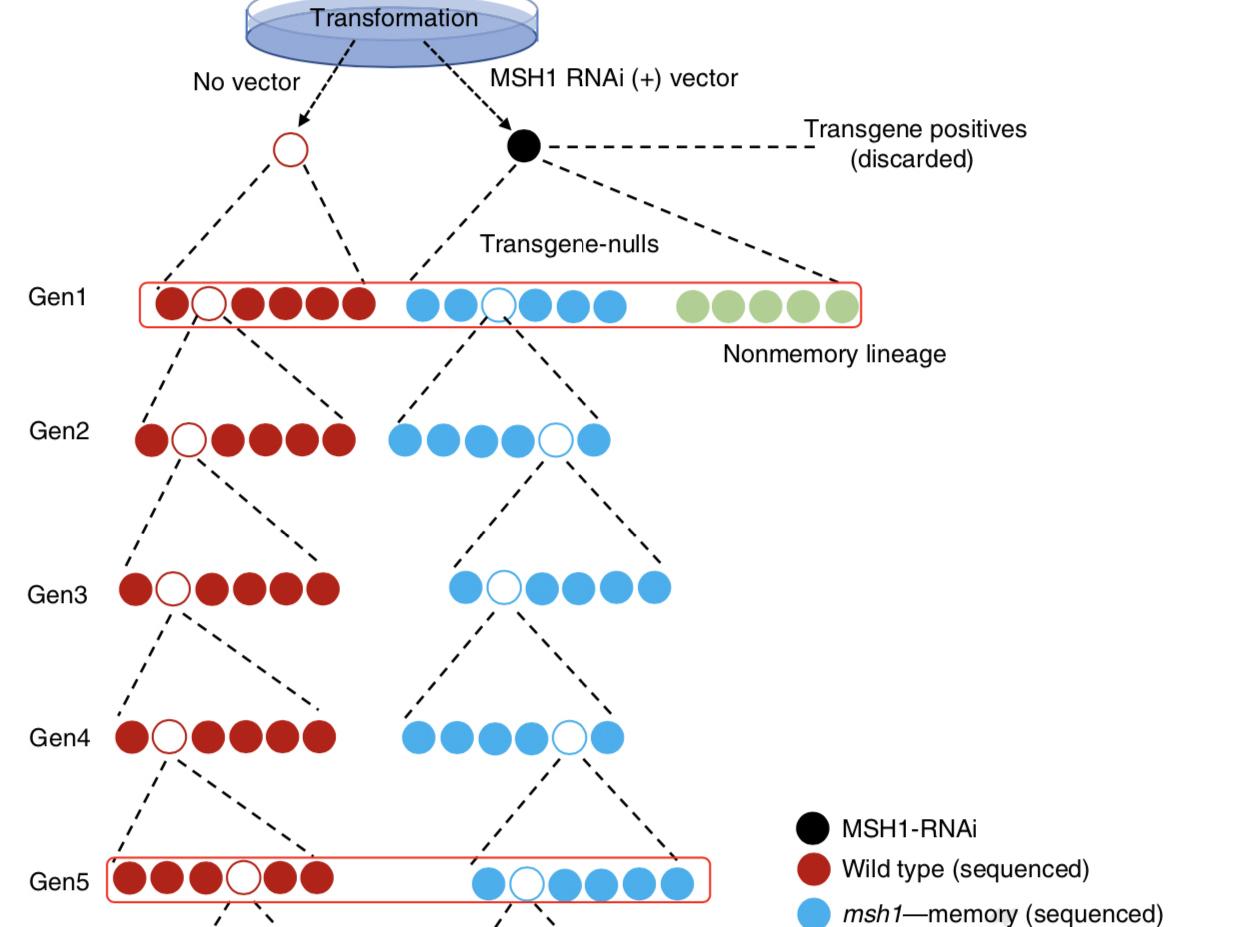 memory plant lineage