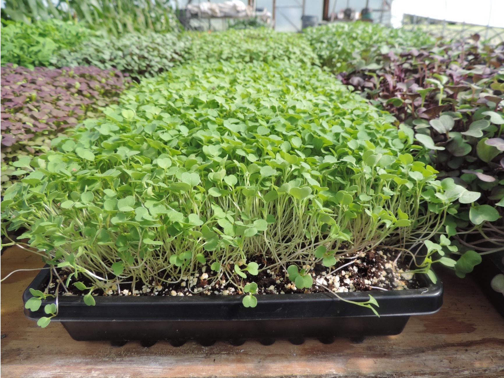 grown in peat, penlight mix