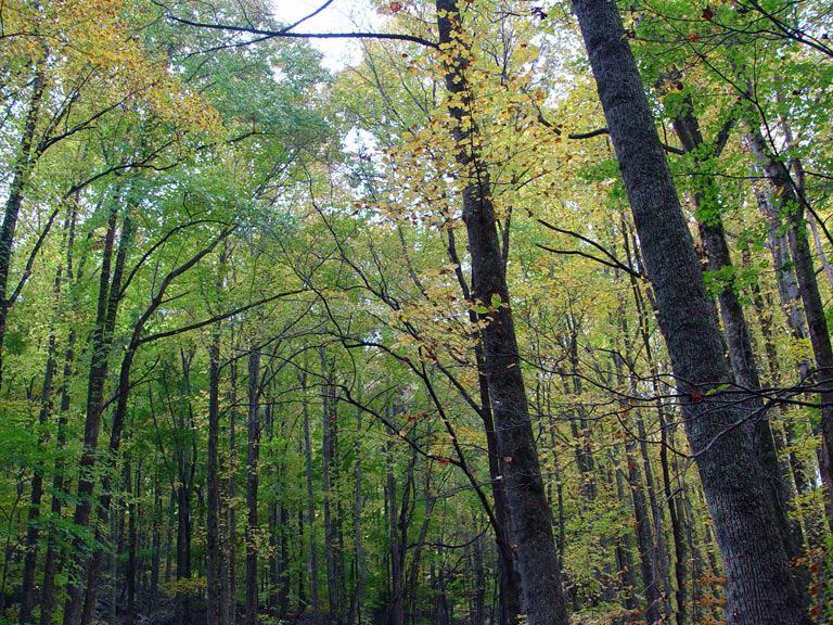 hardwoods carbon sequestration