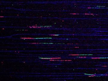 Replication fork DNA tracts and DNA molecules from cells in the Moldovan Lab.