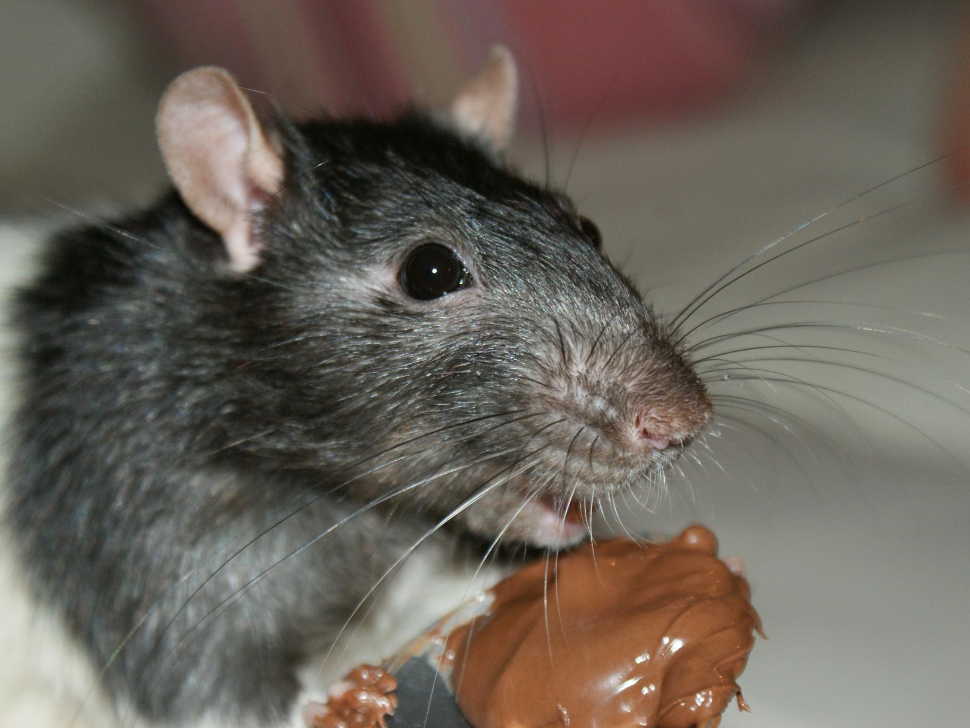 rat pigging out on chocolate