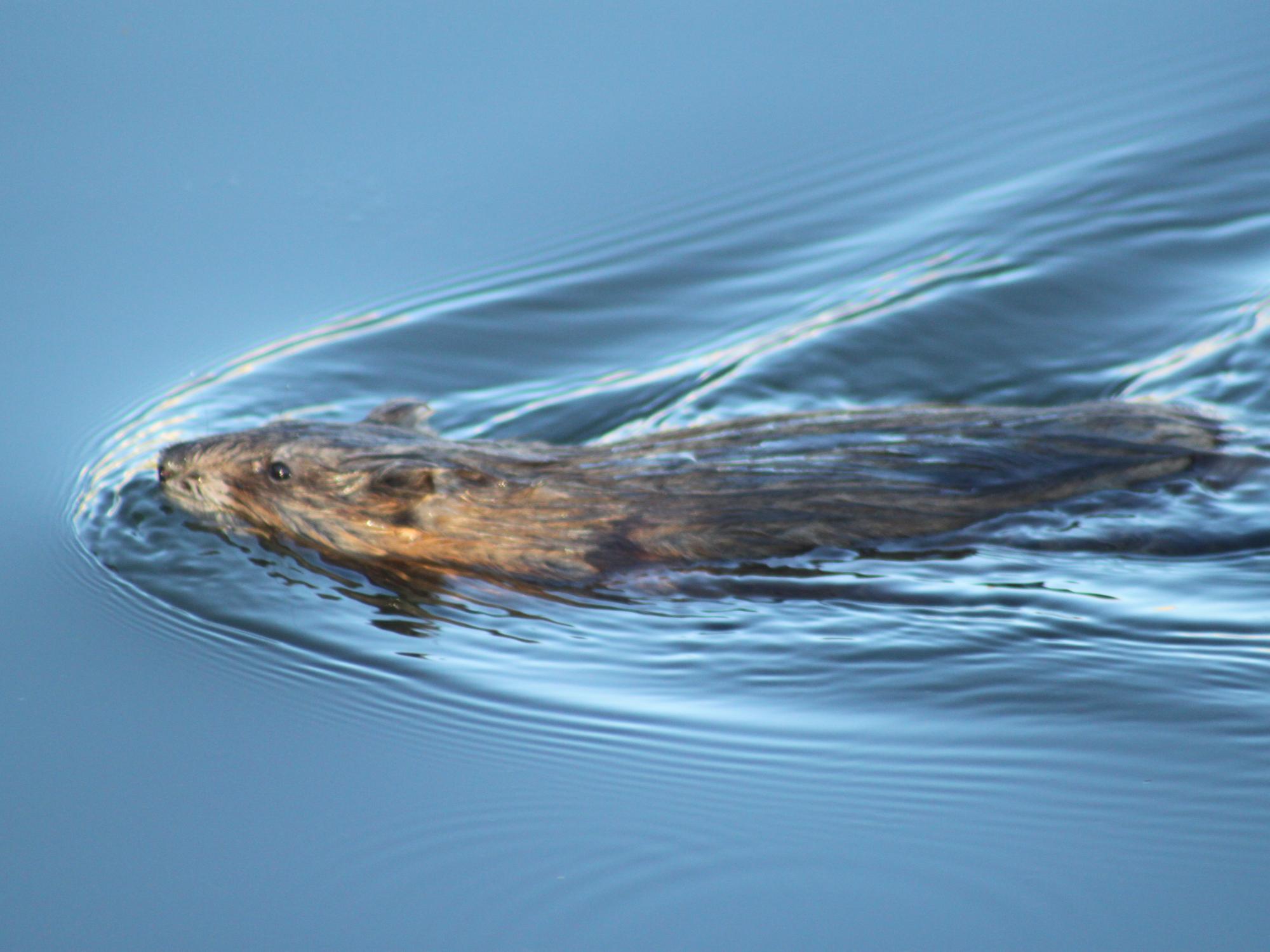 muskrat in the water