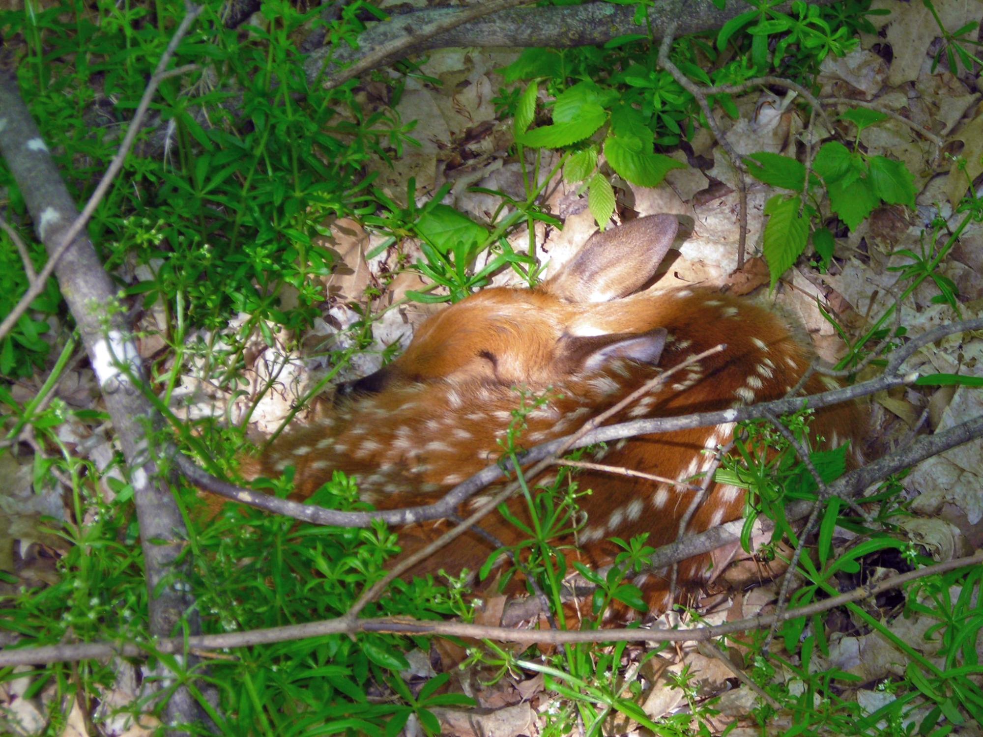 newborn fawn