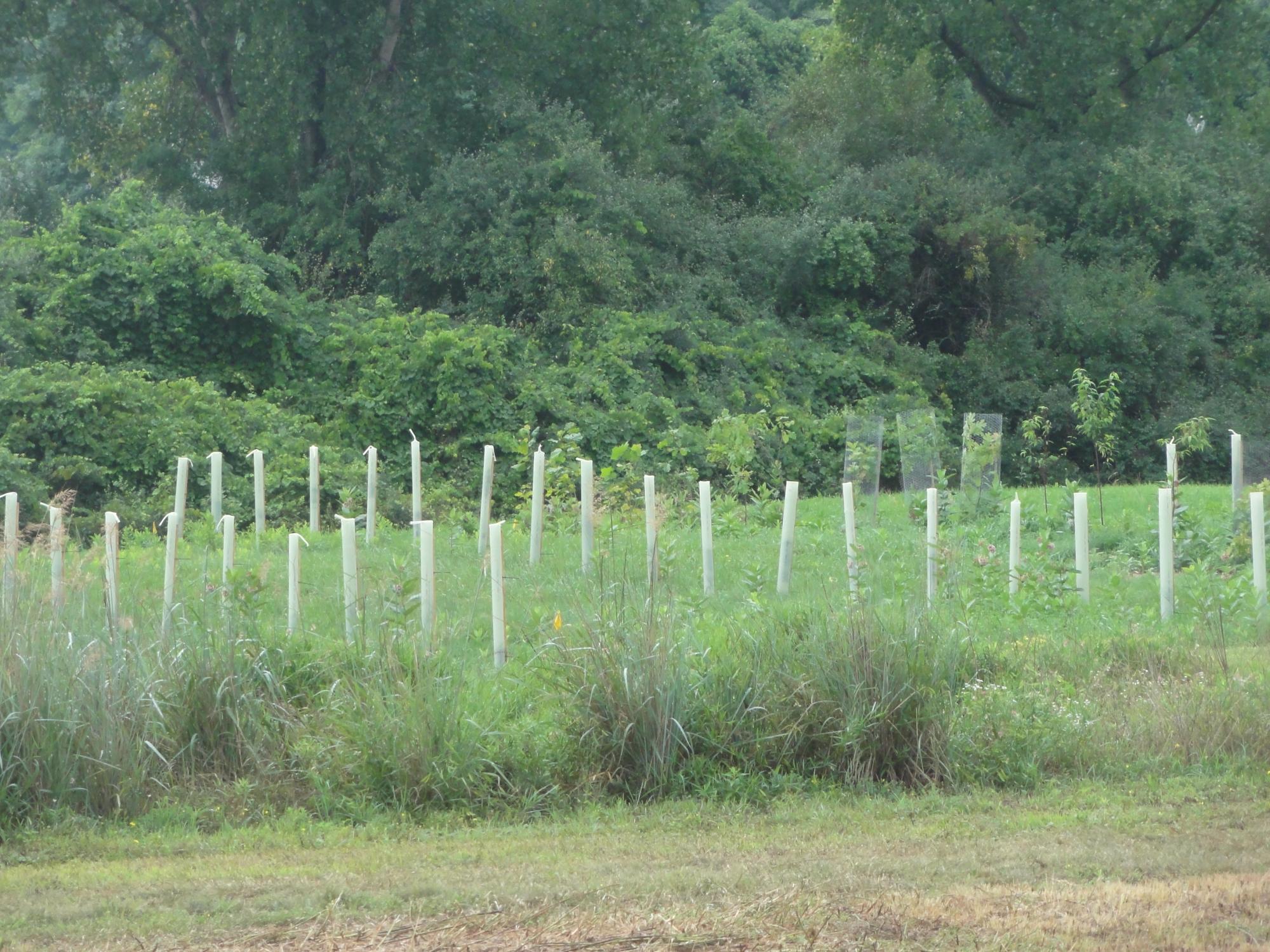 trees and grass
