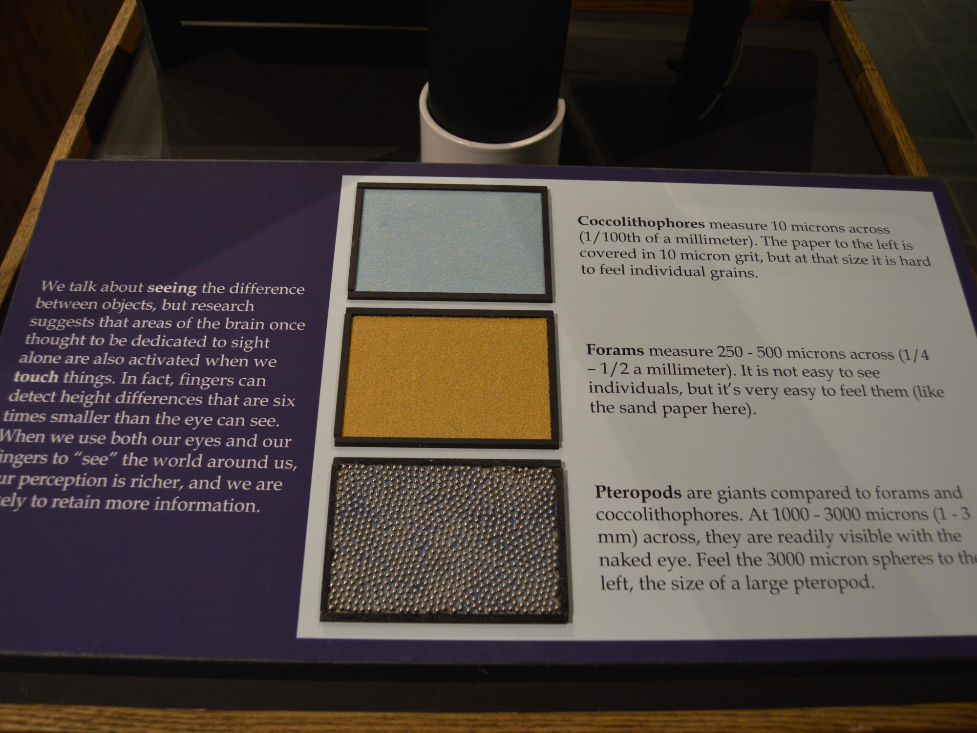 hands-on part of exhibit to detect animal size differences