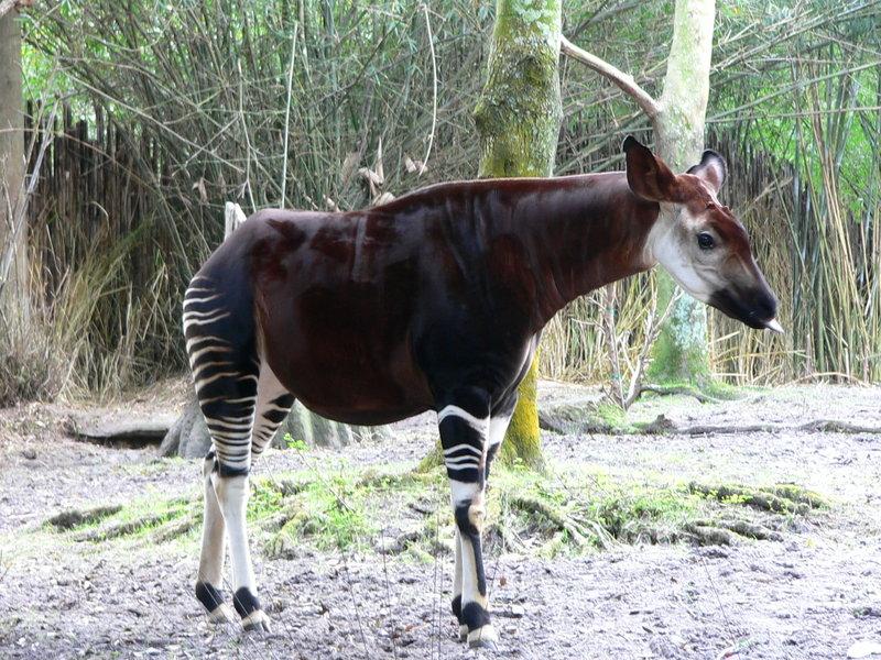 An okapi, showing its noticeably short legs and short neck as compared with the giraffe
