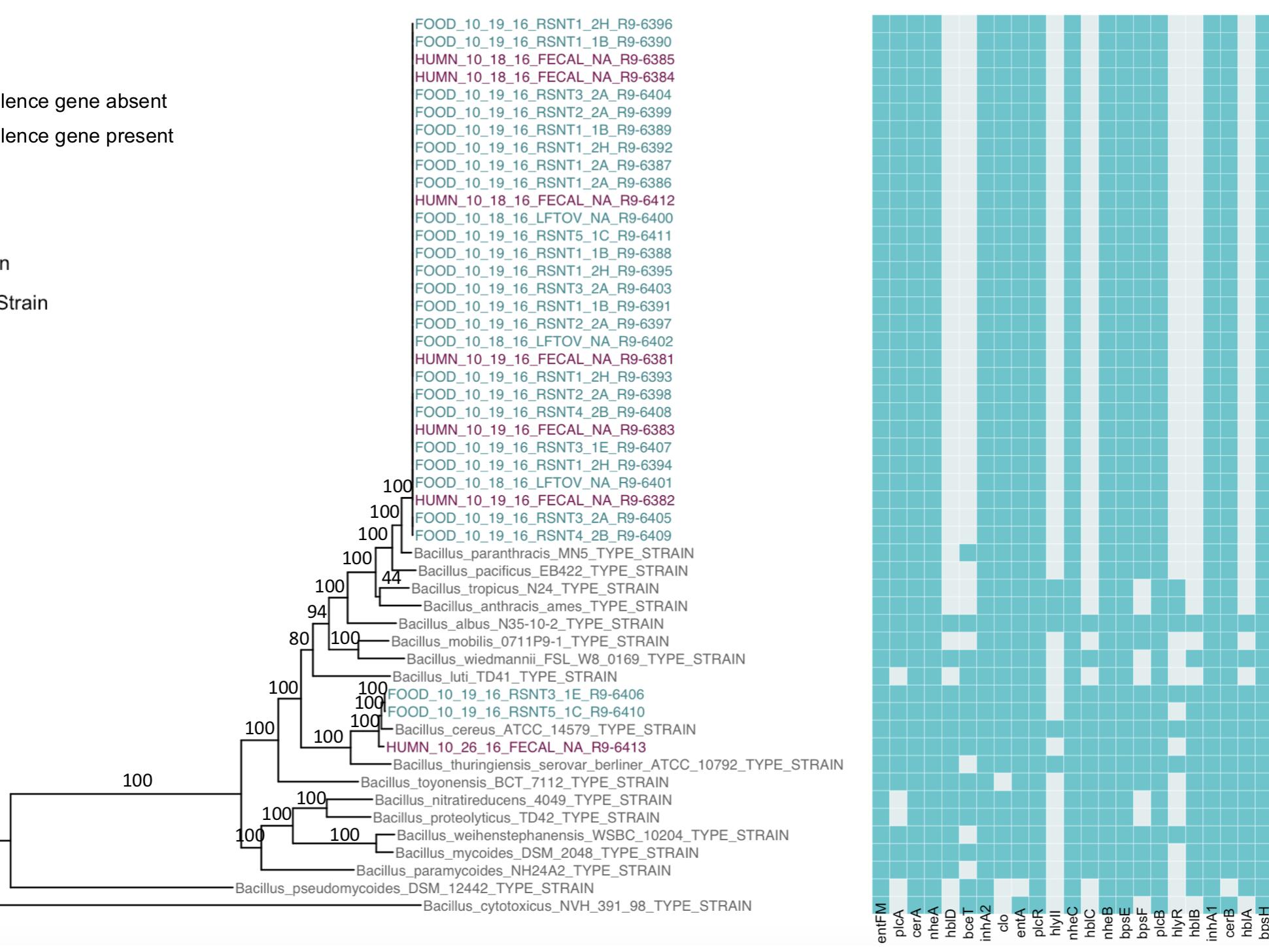 phylogenetic tree
