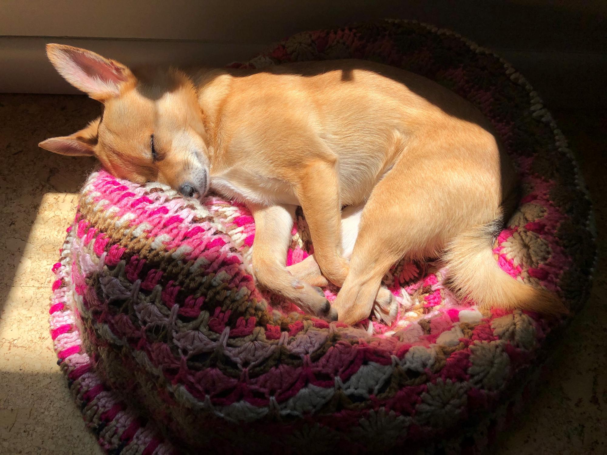 Dog on dog bed sleeping in ray of sunshine