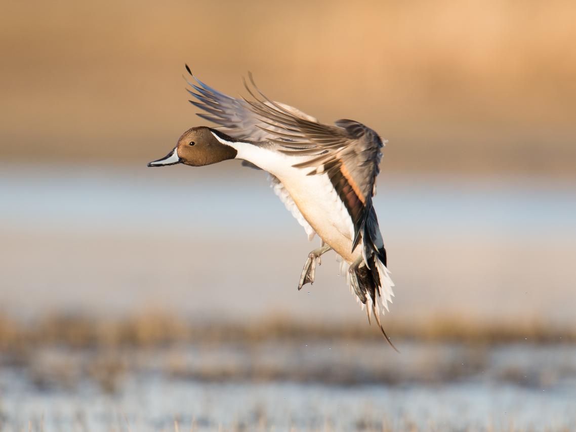 dabbling duck incoming
