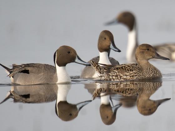 floating pintails