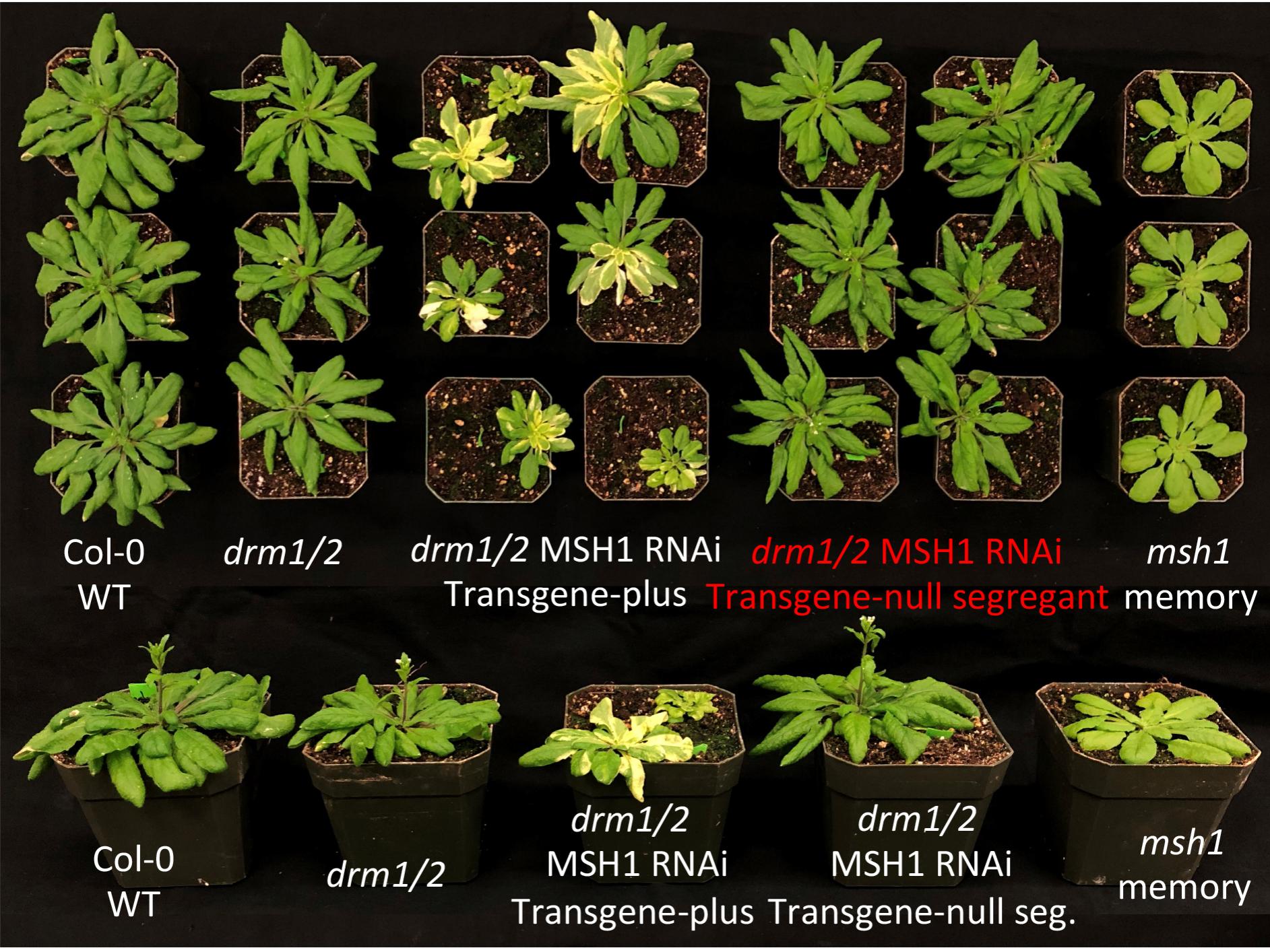 experimental plants