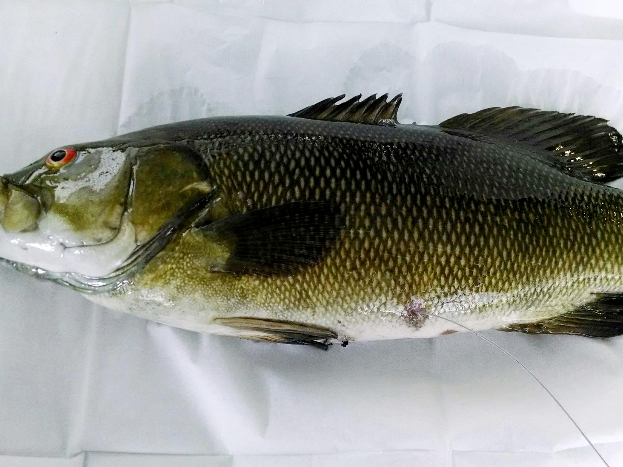 radio tagged bass