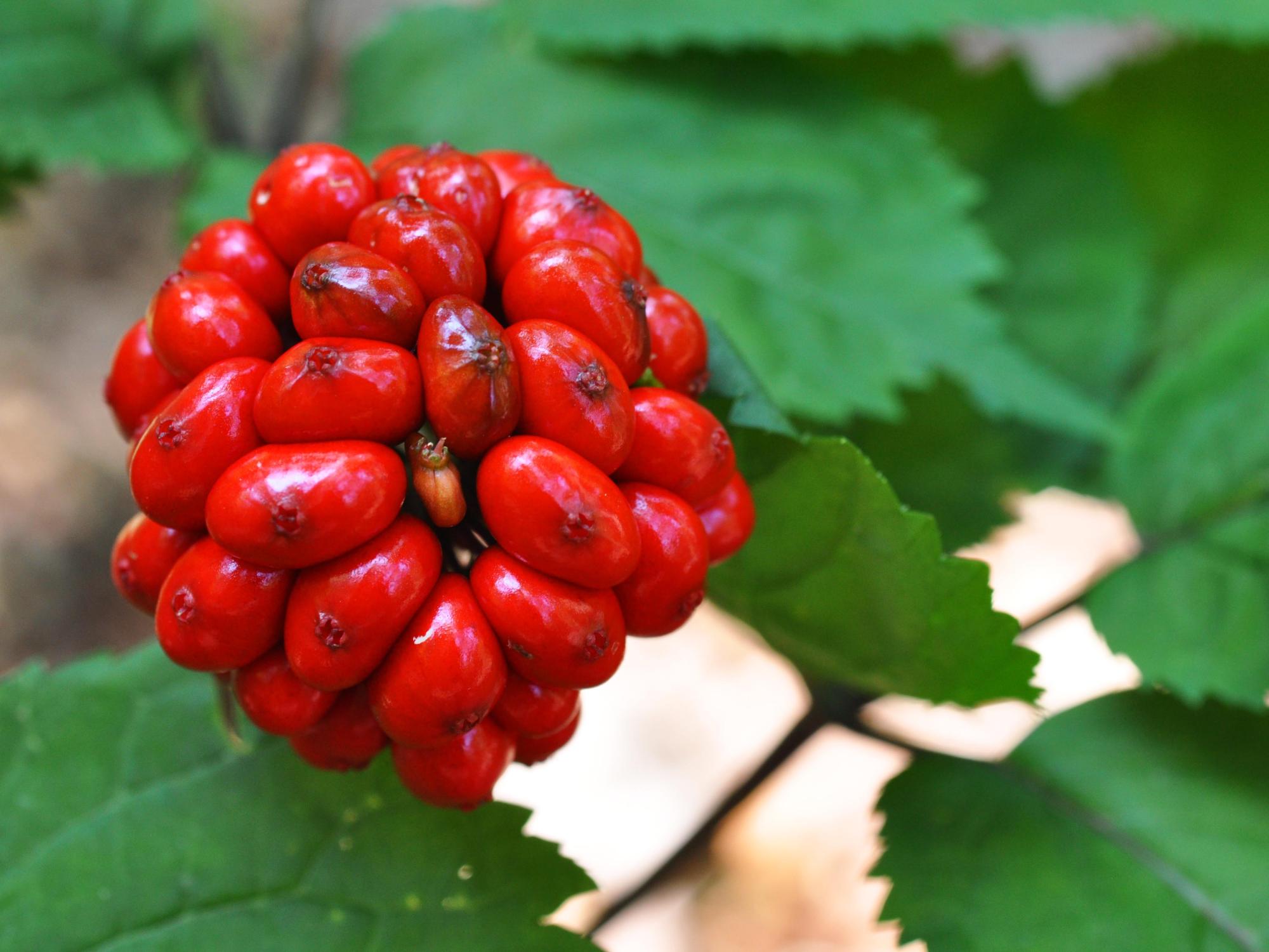seeds on plant
