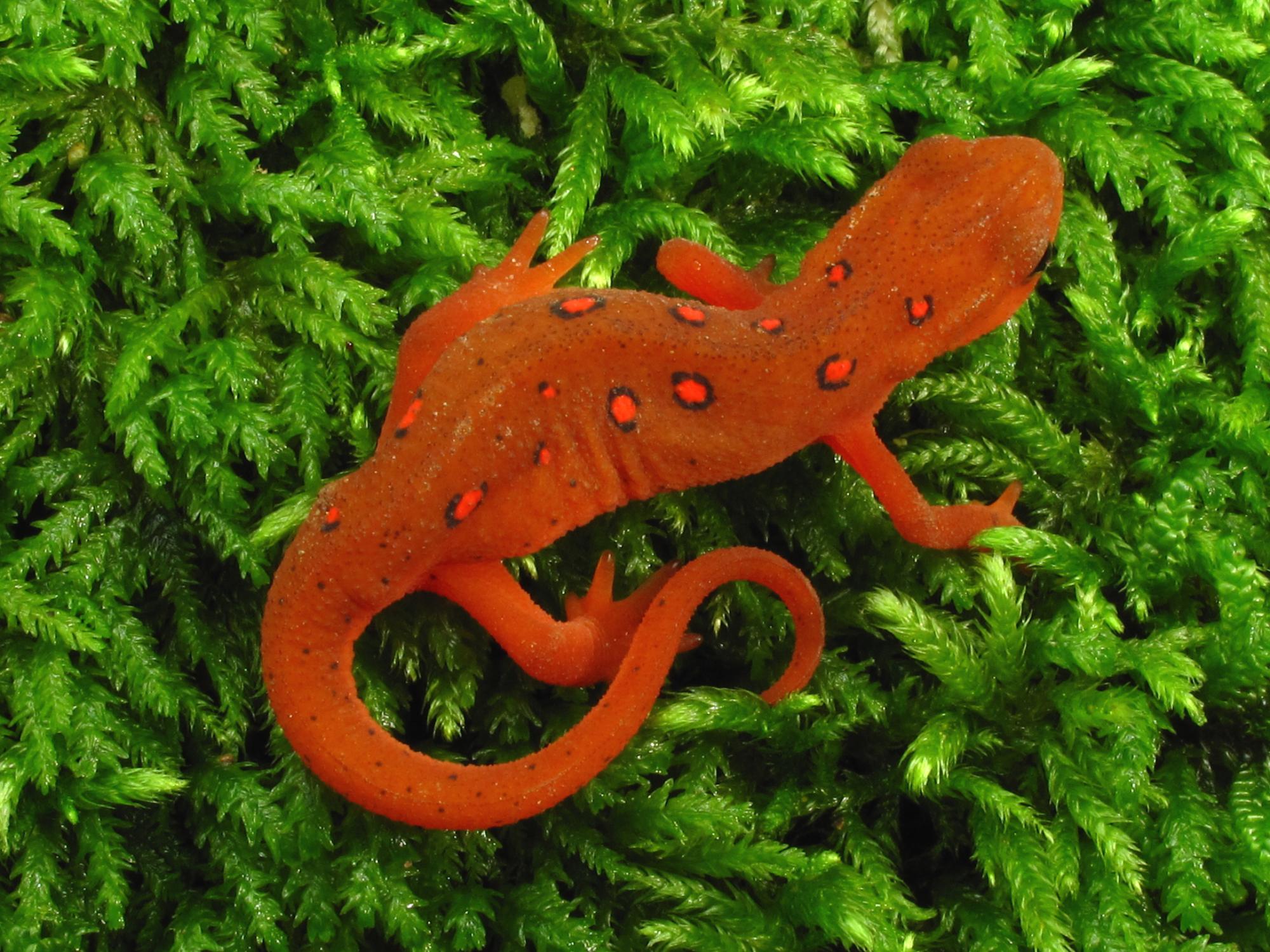 newt photo for down in story