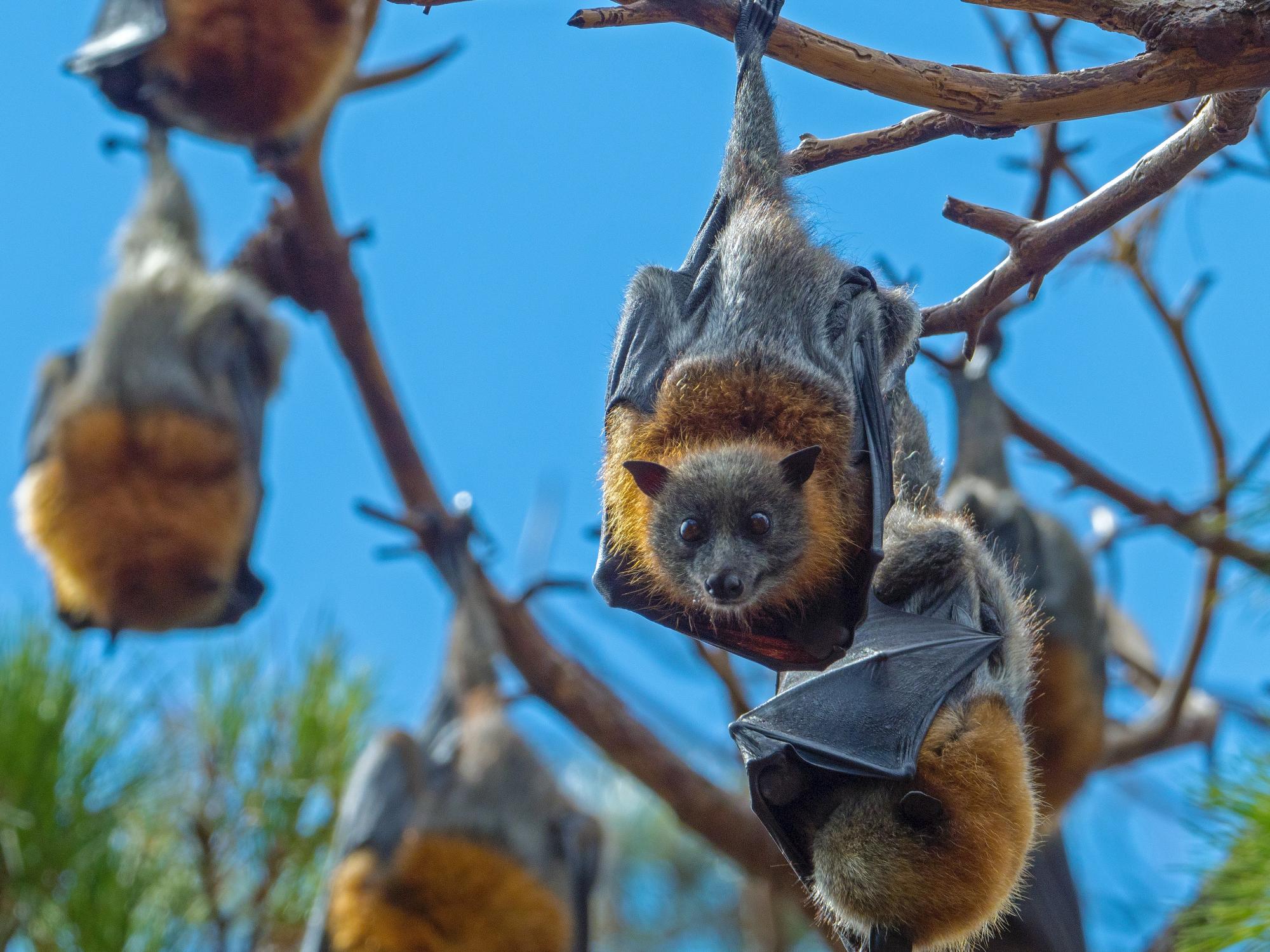 Bats hanging upside from branches