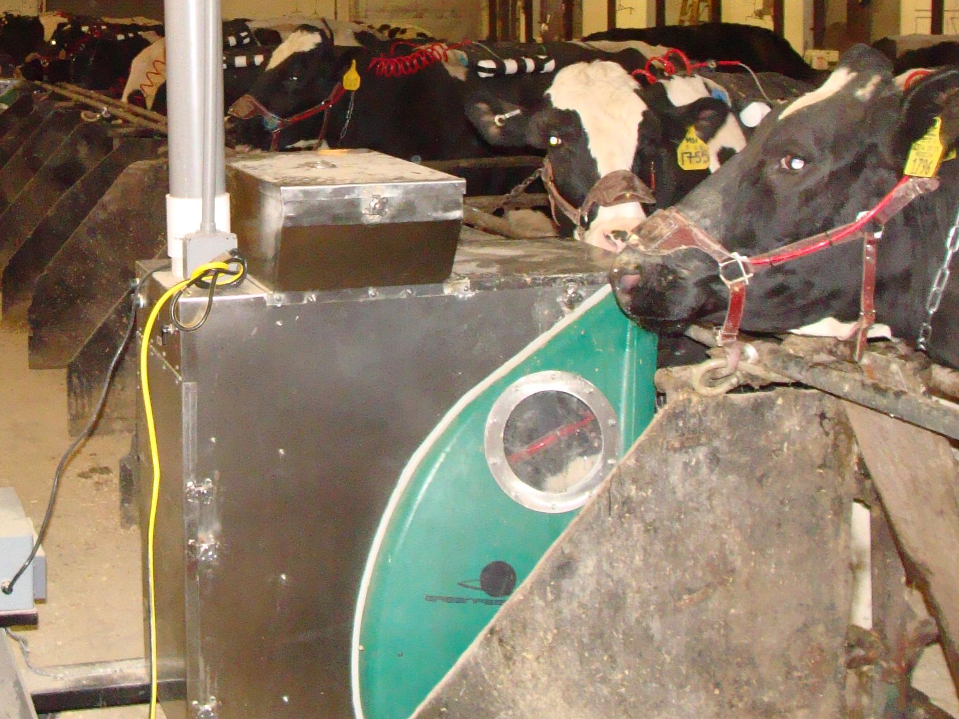 measuring cow methane 