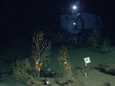 photo of dead coral in the sea floor