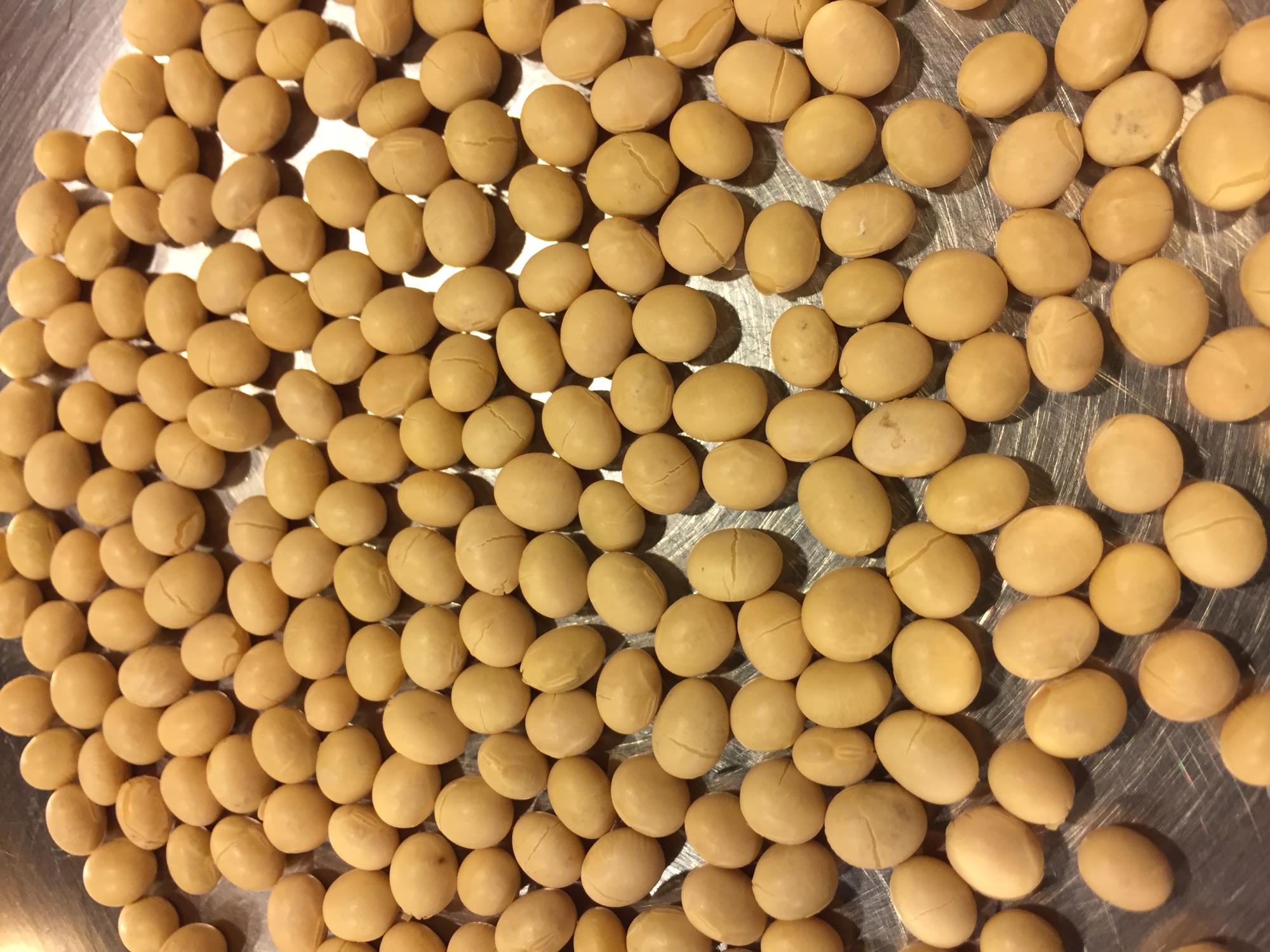 roasting soybeans