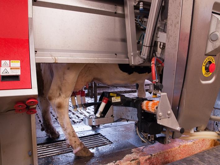cow getting milked in robot unit
