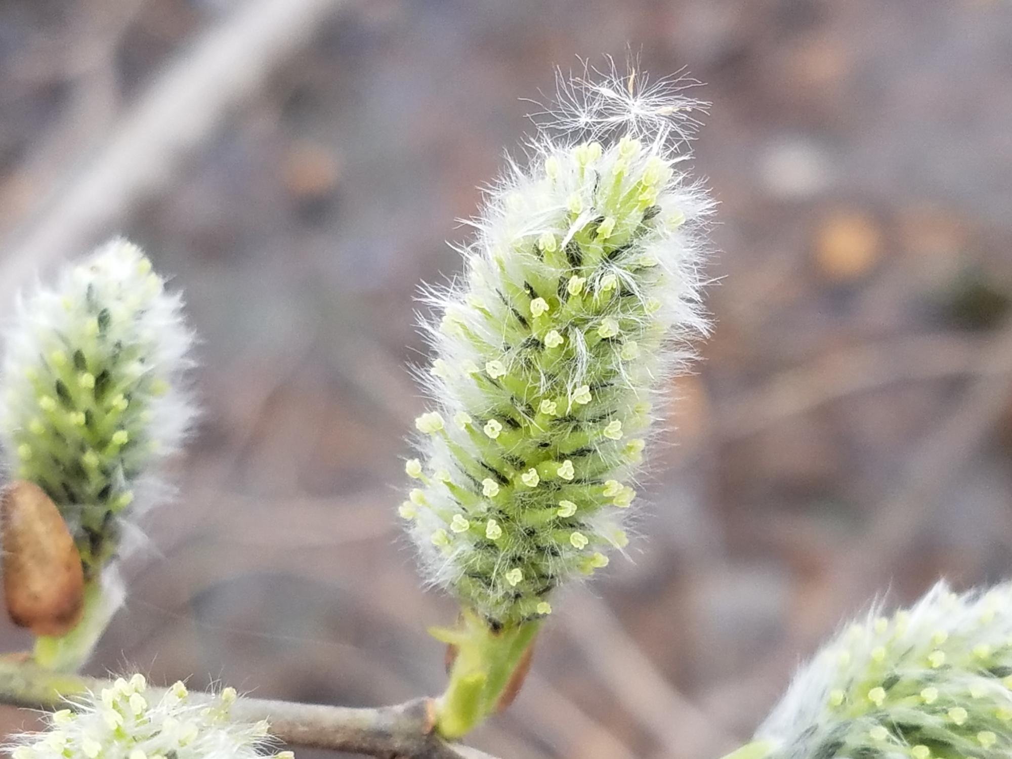 Willow