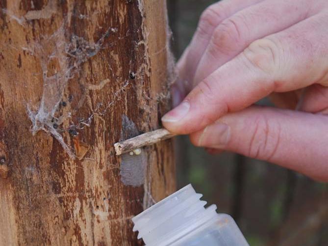 scraping egg masses SLF