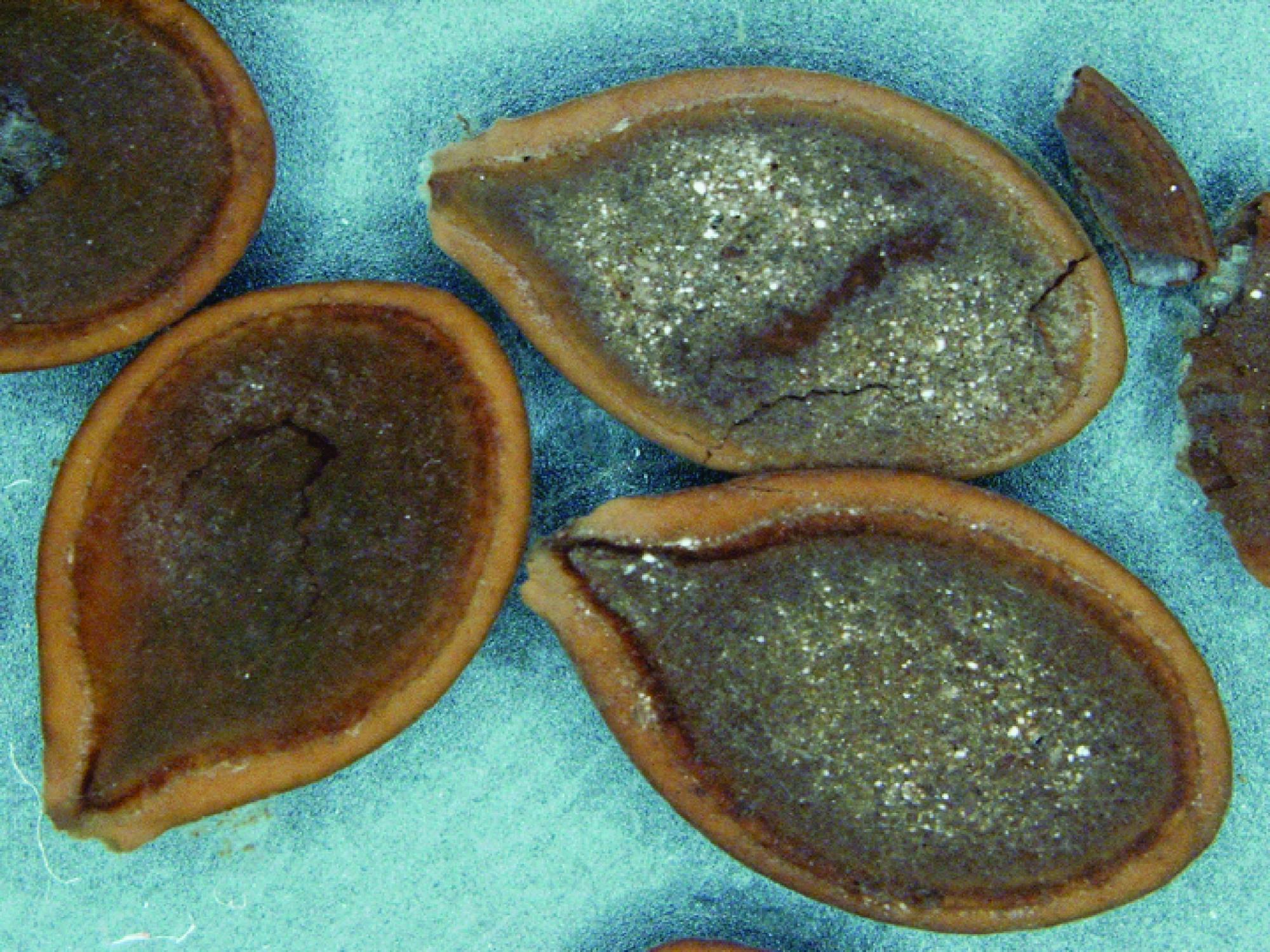 Cucurbita seeds