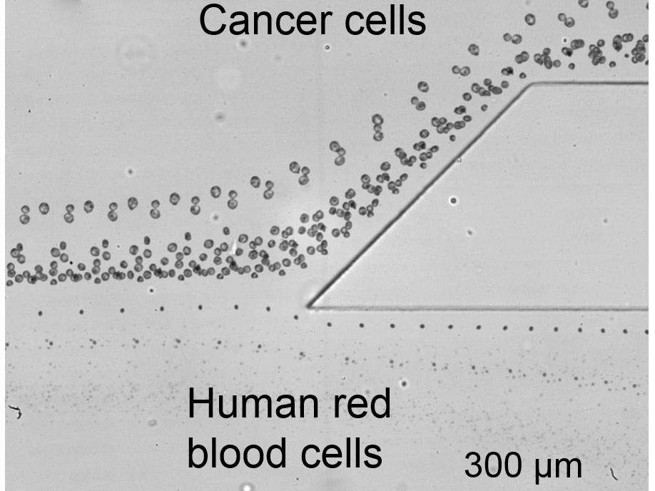 end portion of cell separation