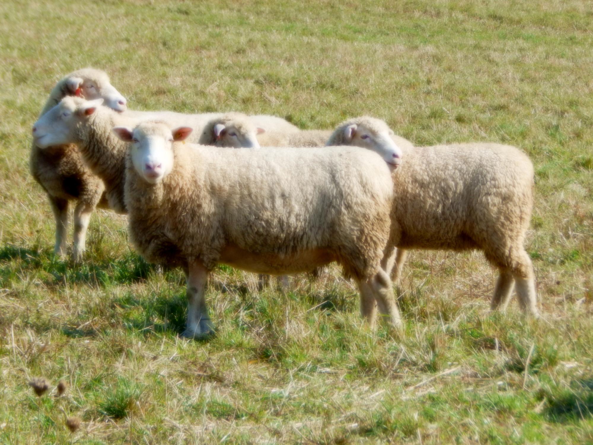 Penn State sheep