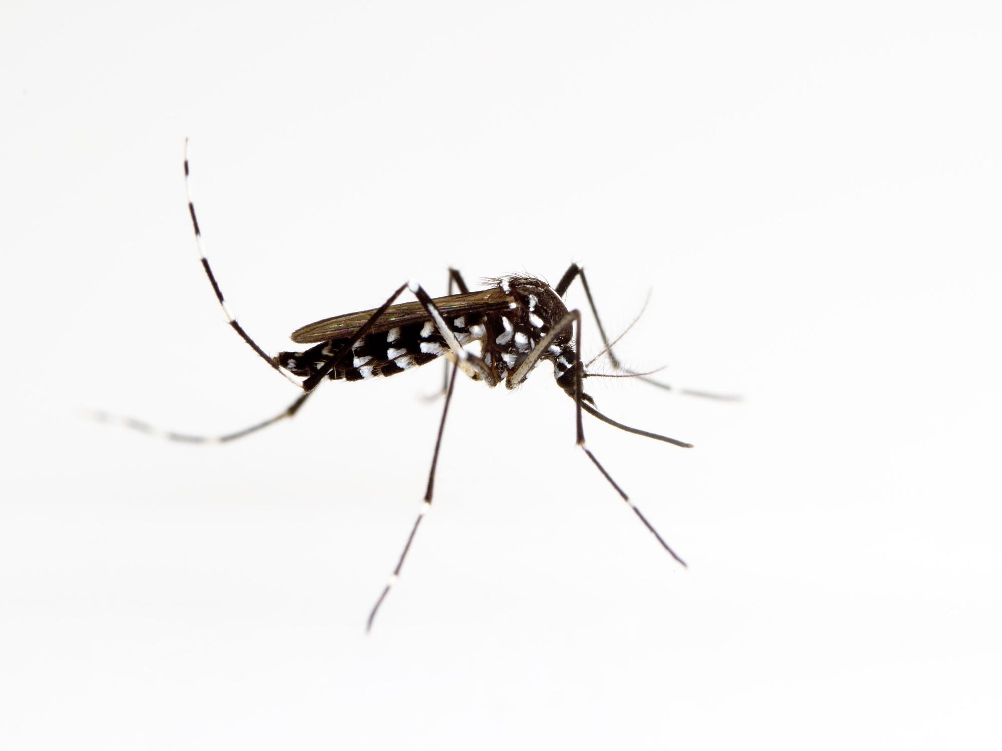 Aedes aegypti mosquito
