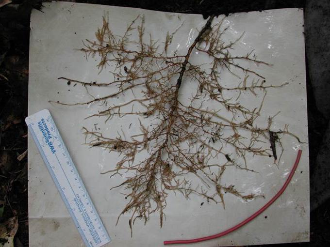 slippery elm roots
