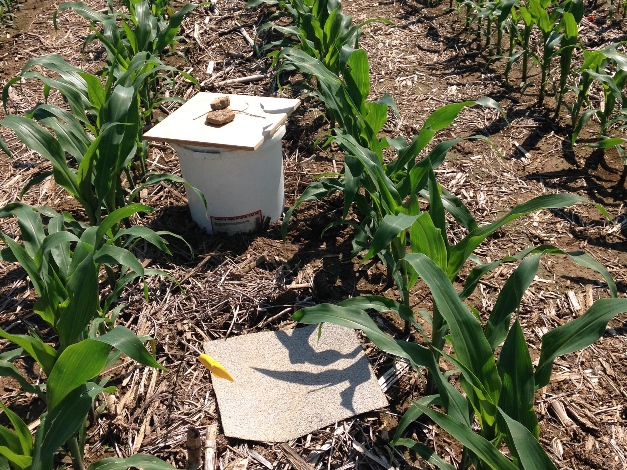 traps to attract pests