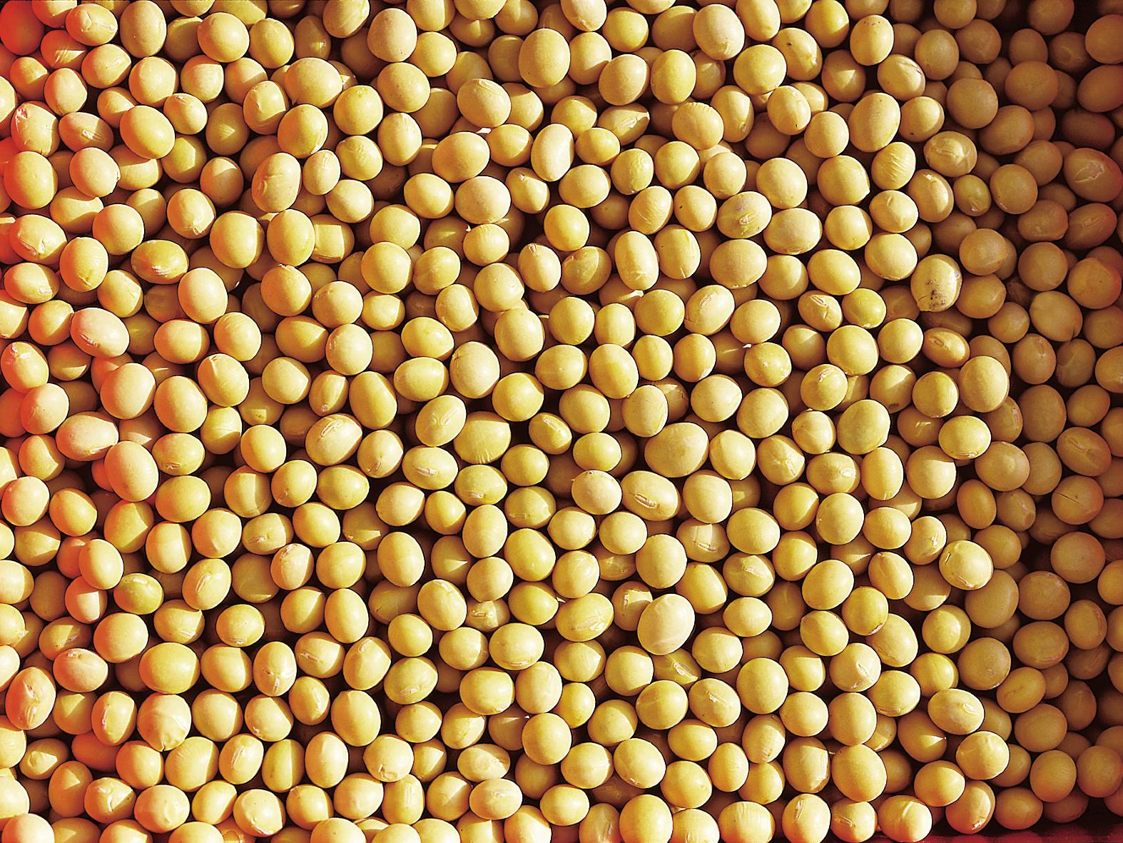 soybeans